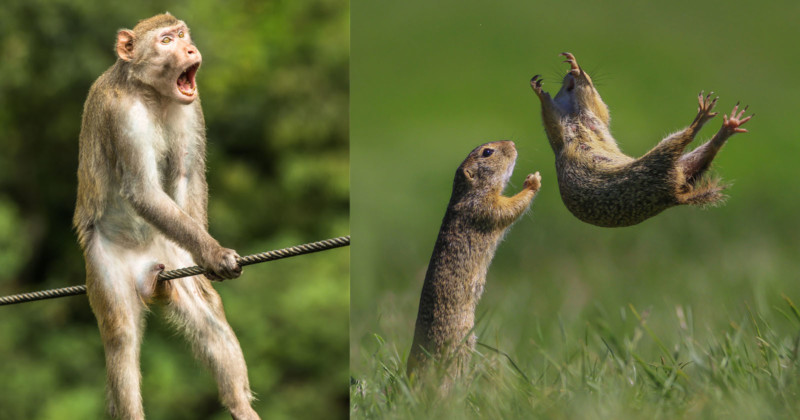 23 of the Funniest Finalists in the 2021 Comedy Wildlife Photo Awards